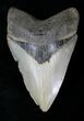 Serrated Megalodon Tooth - North Carolina #21651-1